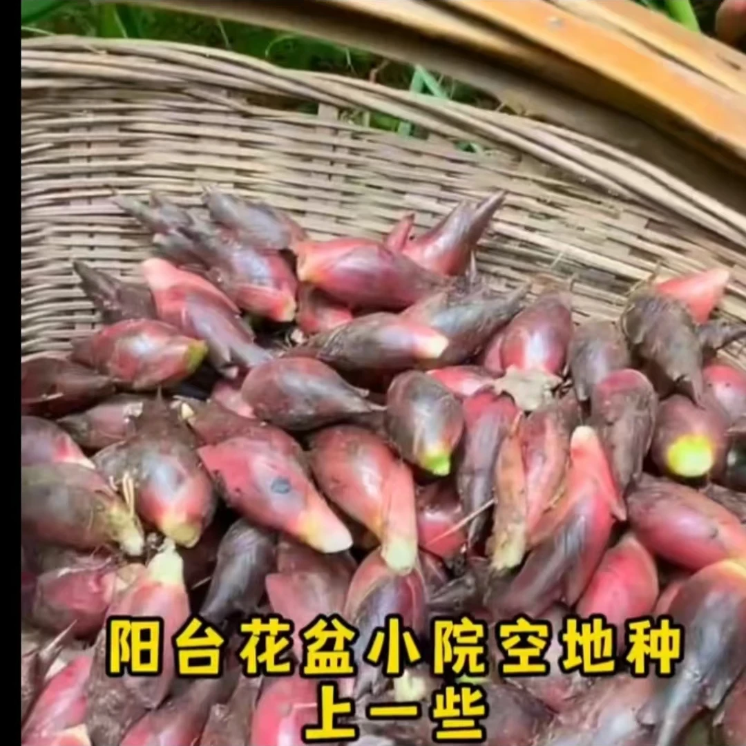 【食用洋荷芽种子】洋荷姜竹笋种子四季庭院室外种植竹笋种子夏季