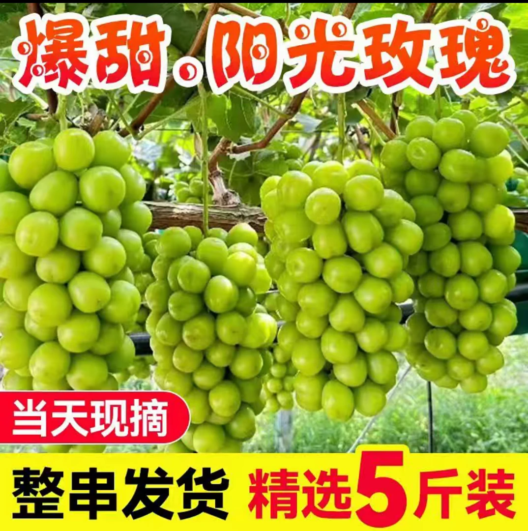 阳光玫瑰葡萄当季新鲜水果香甜爆汁无核无籽礼盒装