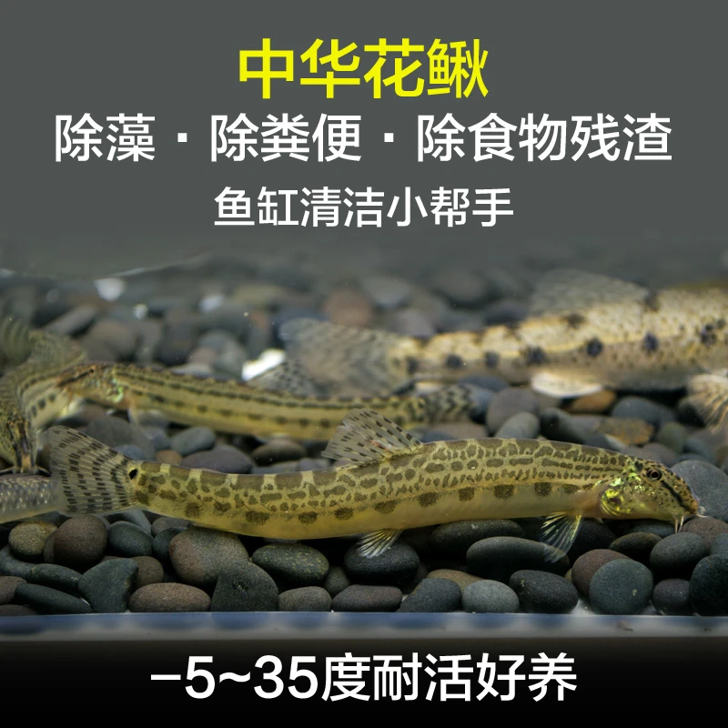 中华花鳅淡水冷水鱼清洁鱼清道夫洗沙器除燥清理鱼便原生鱼耐活