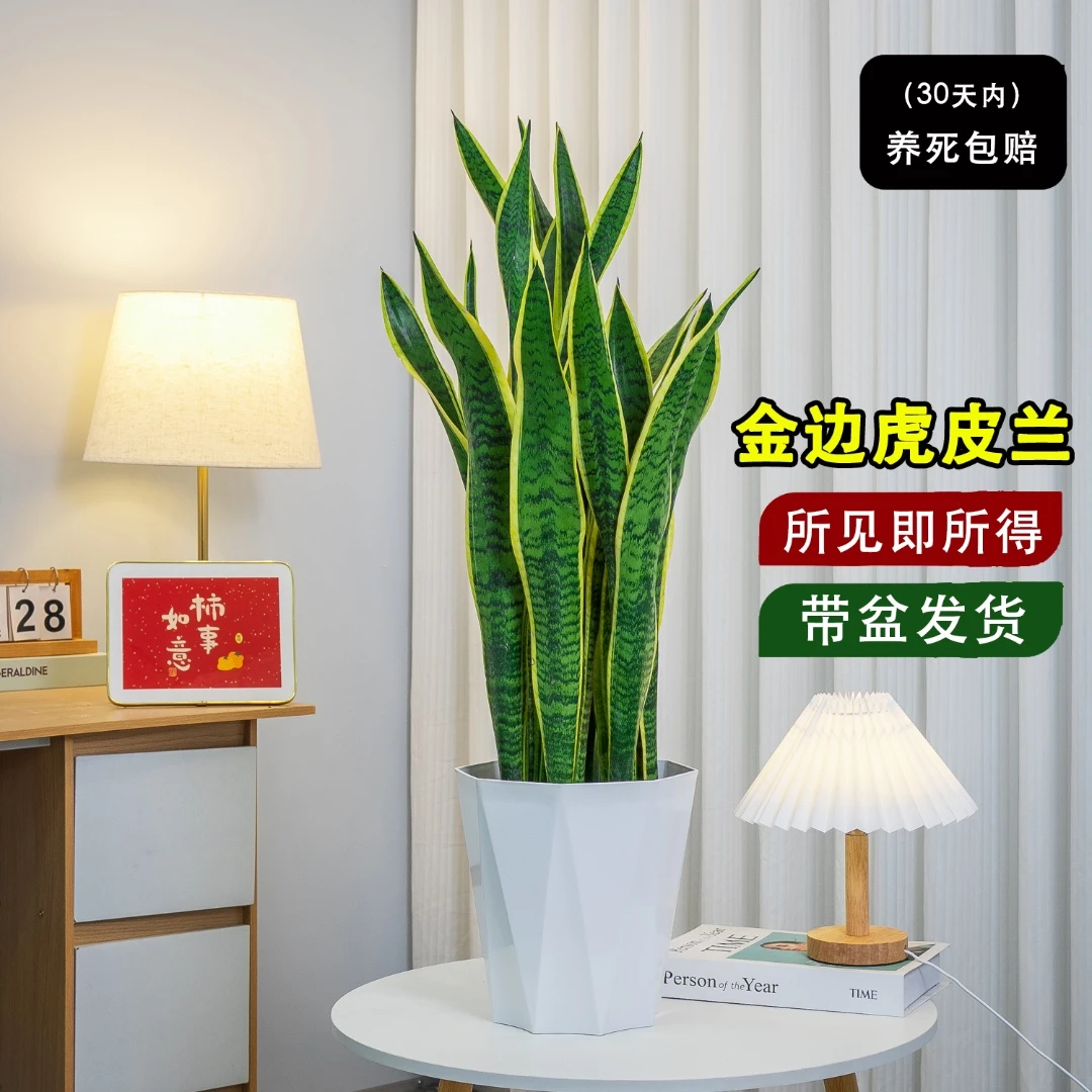 金边虎皮兰大颗室内盆栽客厅防辐射植物好养新房吸甲醛耐旱翠绿