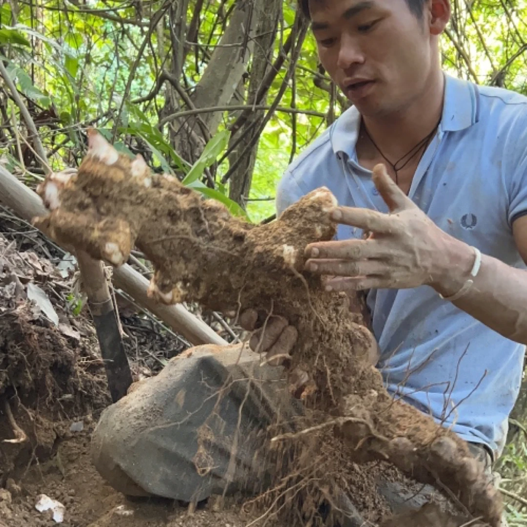 云南深山里挖的野生新鲜晒土茯苓根干货500克