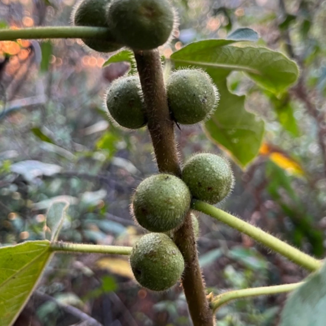云南深山中挖的新鲜野生五指毛桃根茎干条