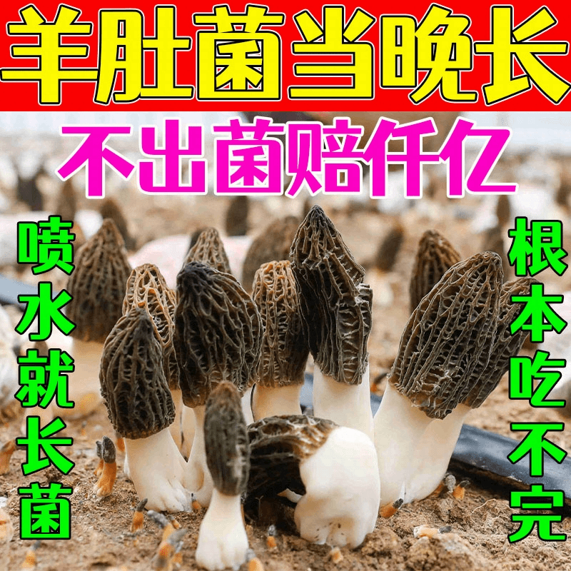 羊肚菌种植包自种野生菌阳台自种金针菇香菇鸡枞菌趣味栽培可食用