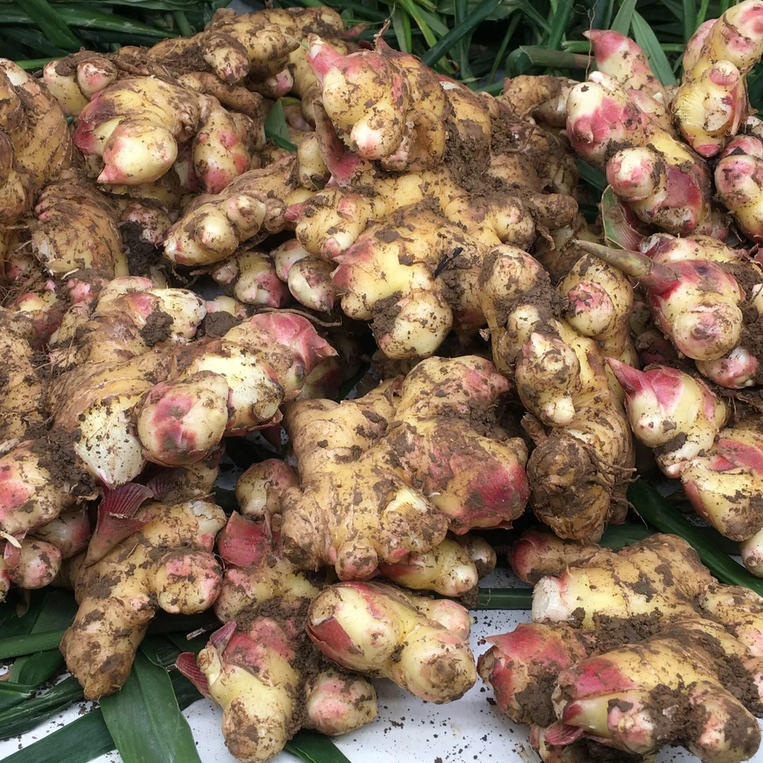 【现挖新姜】云南小黄姜嫩姜生姜香味浓郁山地种植产地直发新鲜姜
