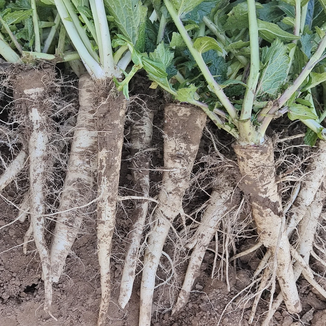 河北鲜蔓菁猪尾巴熬饭特产香糯甜面疙瘩扎地根茎绿色营养现挖现发