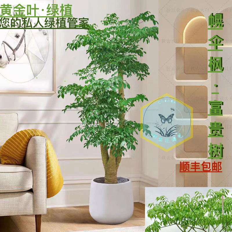 幌伞枫幸福树盆栽客厅绿植落地大型室内老桩造型好养办公招财绿宝