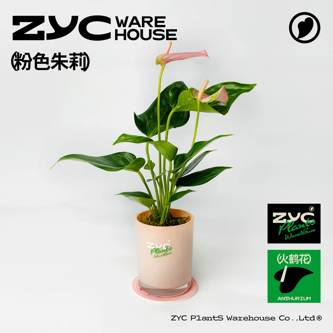 【植营仓】70#mini火鹤花- 粉色朱莉
