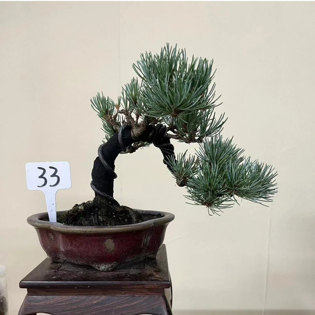 日本宫岛大阪松松树盆景盆景，十几年的小老桩，可观赏把玩绿植