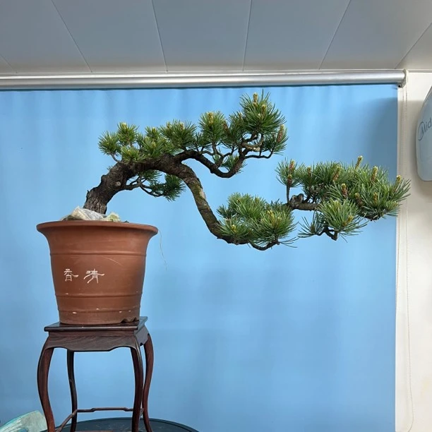 五针松盆景，十年小老桩临水造型，从小喷口培养老盆口