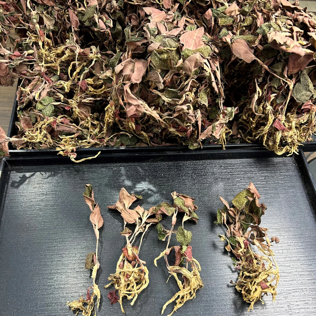 金线莲林下煲汤料 人工种植近自然培育