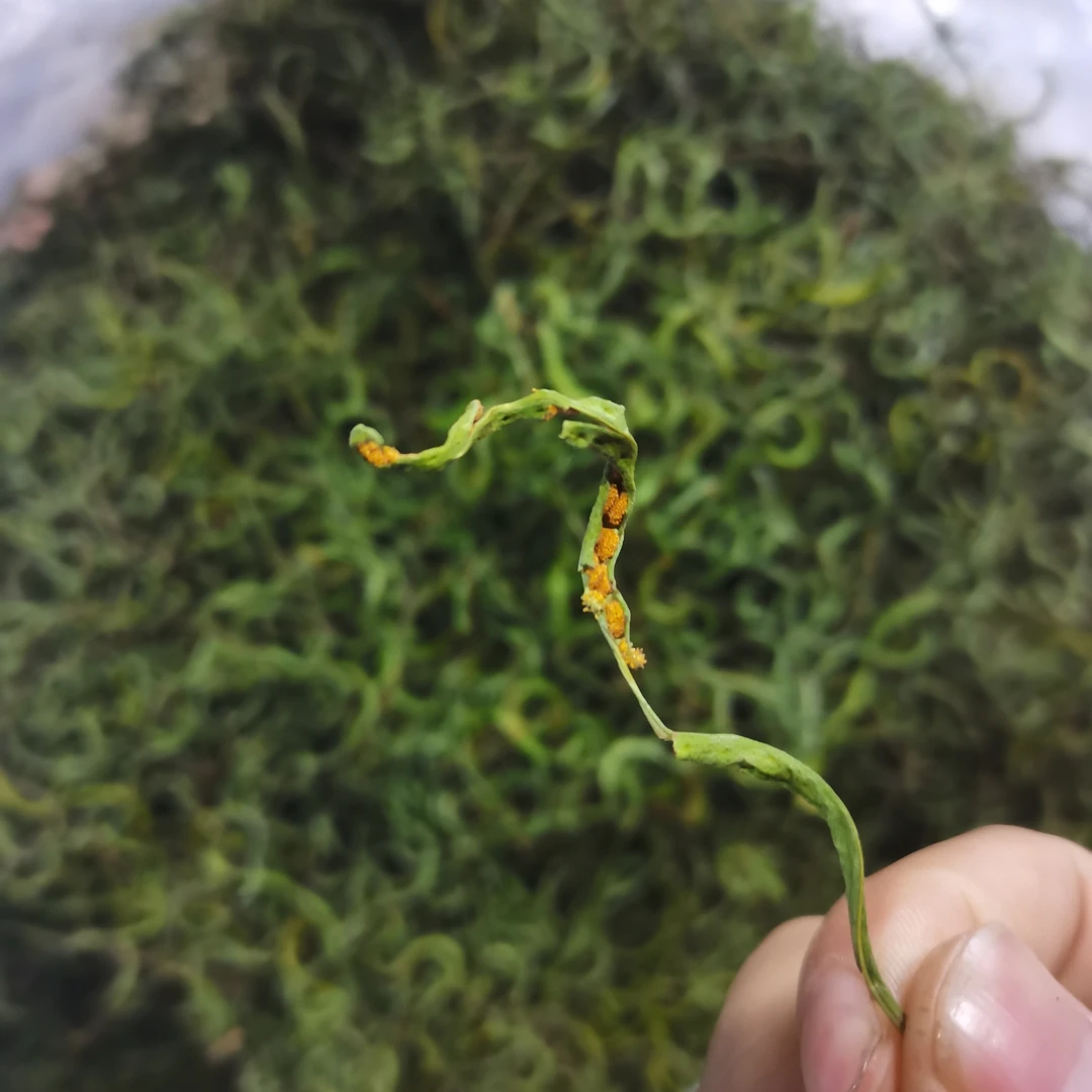 红红果长白山本地5A细叶黄金草深山绿色嗷嗷叫黄孢子率高50克瓶装