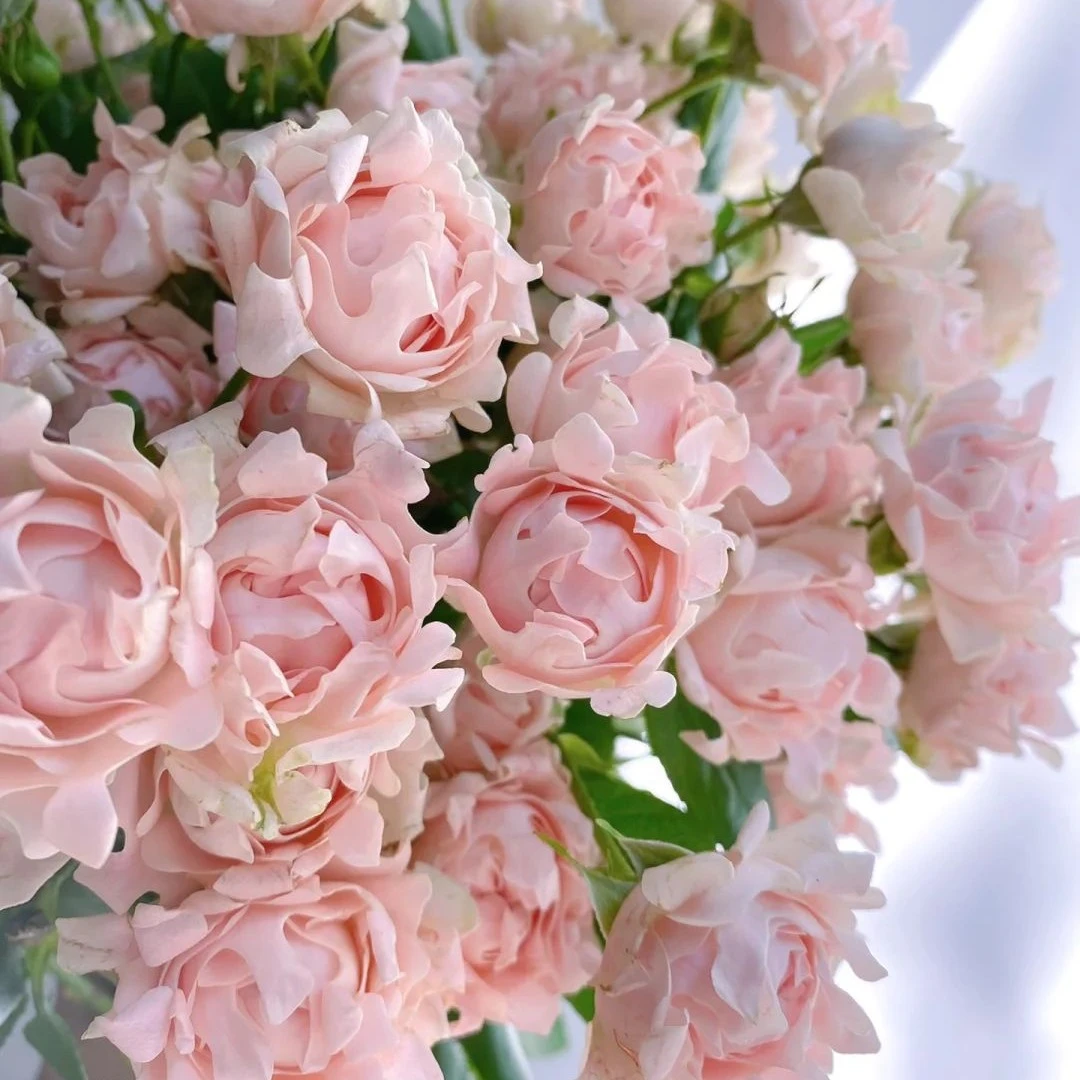 苏芬多头玫瑰1扎【高品质】两单包邮（部分）云南鲜切花基地直发