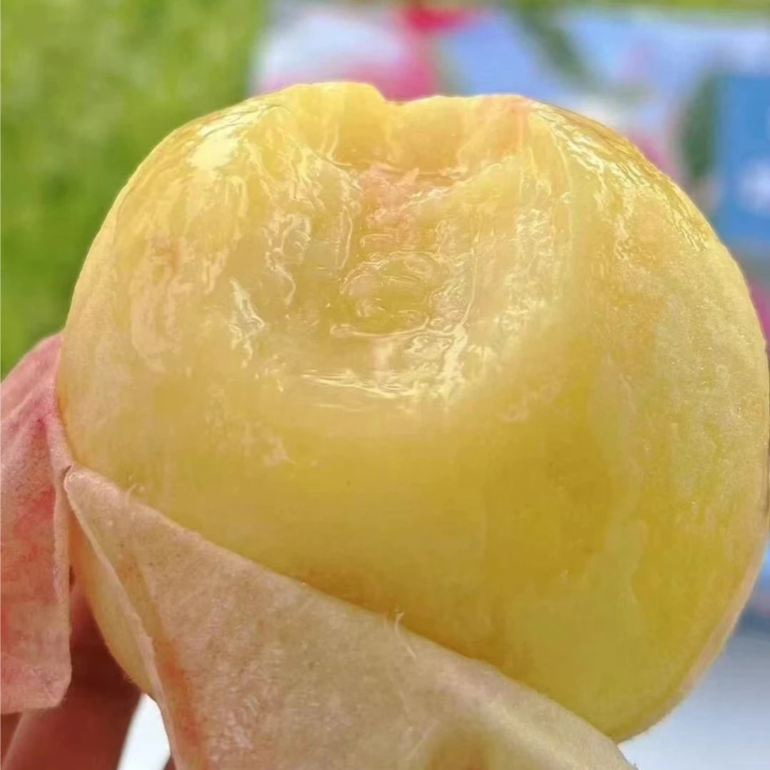 上海同城 正宗上海南汇头茬水蜜桃 【4两-7两果形自选】8颗礼盒装 产地大团