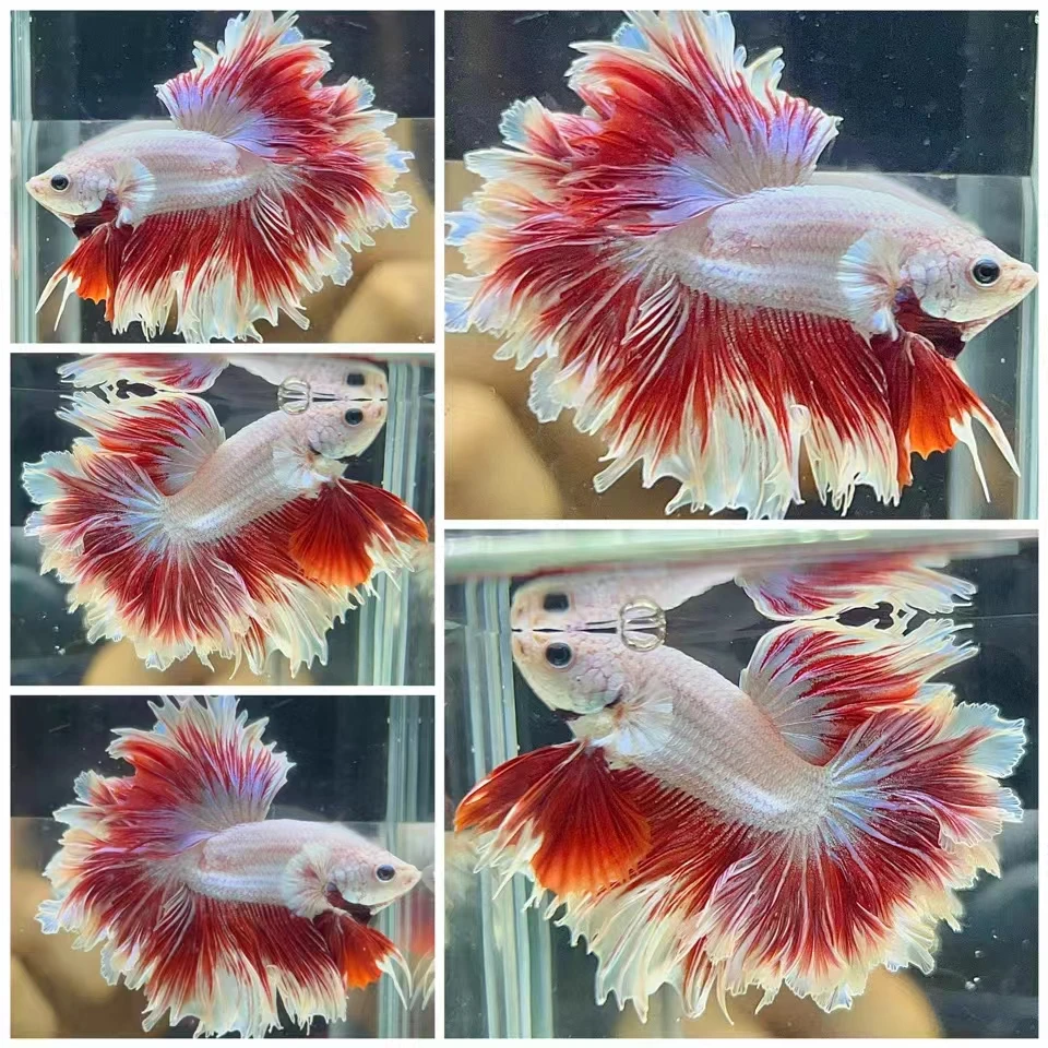 1-24号火二泰国斗鱼观赏婚纱鱼编号半月马尾将军狮王淡水鱼