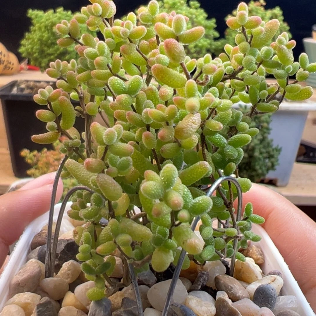 蜜桔 蜜桔 蜜桔