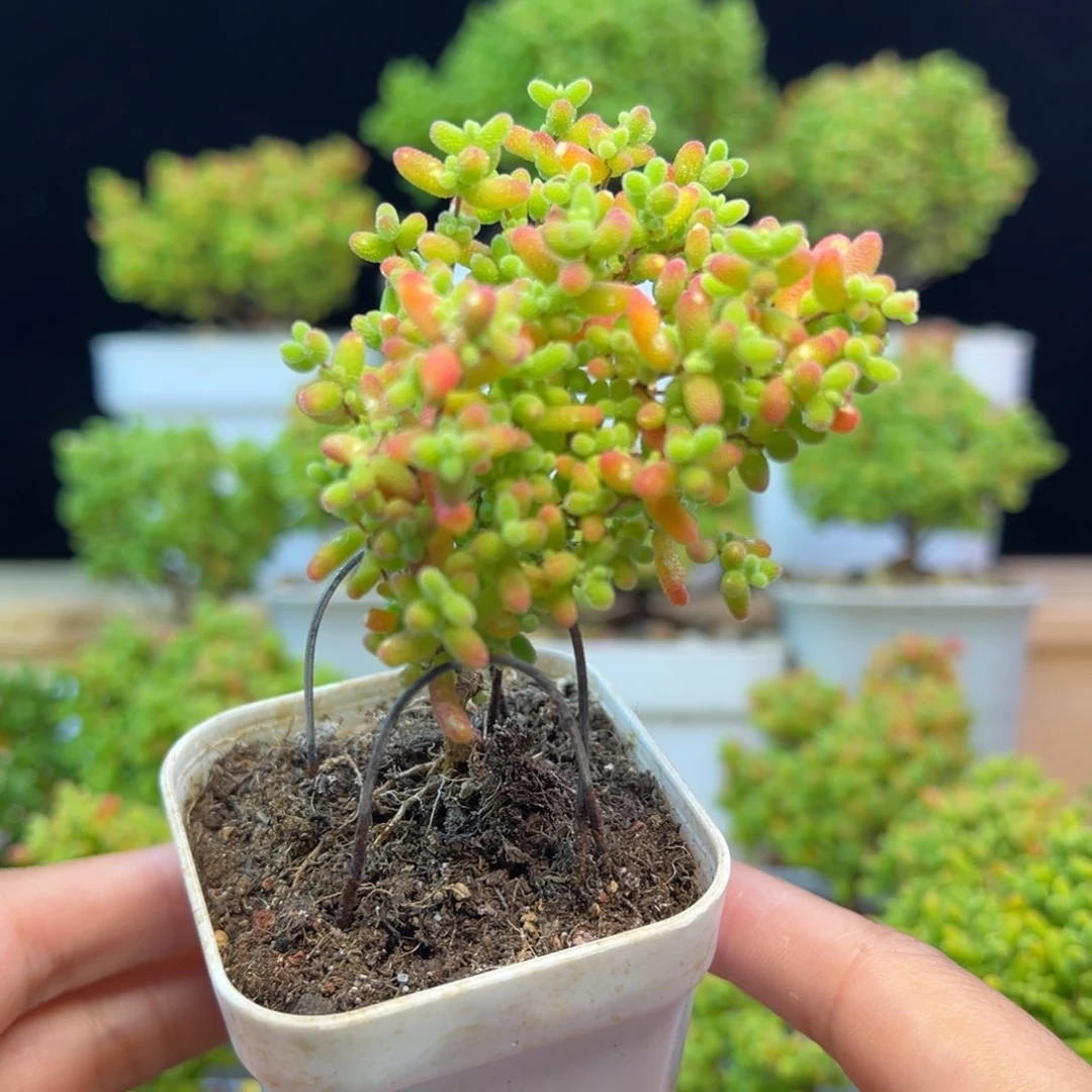 枝干 枝干 枝干 枝干