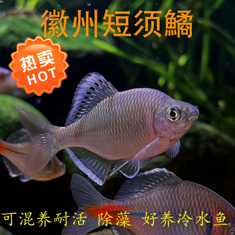 徽短徽州短须鱊鳑鲏溪流原生鱼冷水鱼