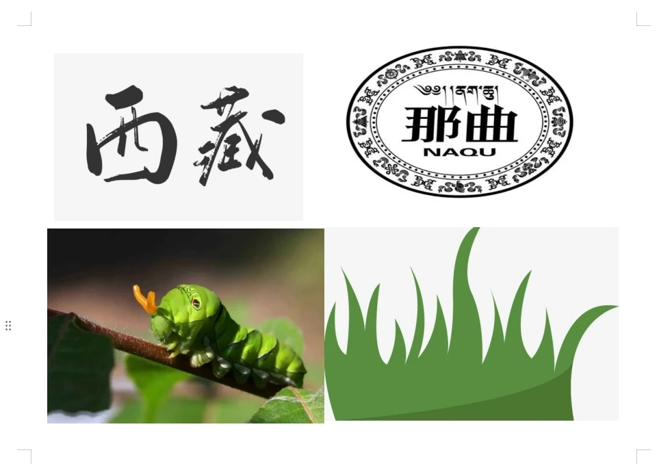大嘉姐精选 西藏那曲虫虫 5/10/20克（枸杞）