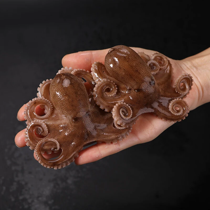 莱州本地八带鱼小章鱼【保鲜不保活】2斤/3斤/4斤顺丰冷链包邮到家