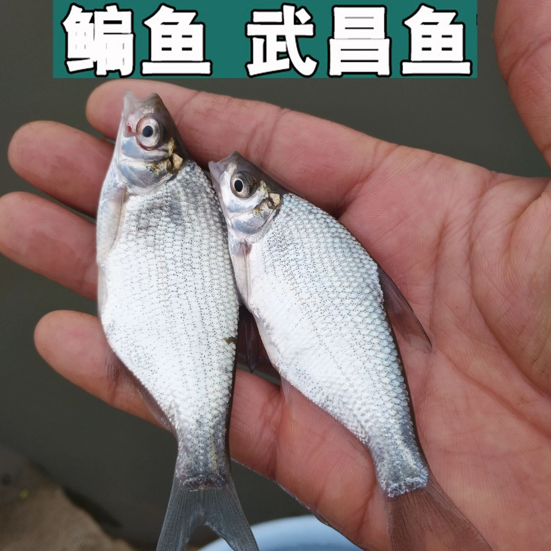 鳊鱼扁鱼活体三角鲂团头鲂边鱼淡水生态养殖鲜活食用武昌鱼