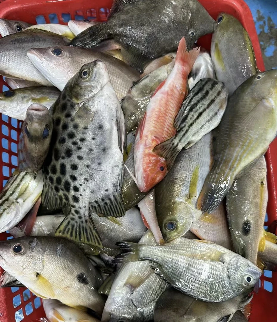 【直播间改价5斤包邮】北海野生海捕鲜活 杂鱼 速冻锁鲜顺丰