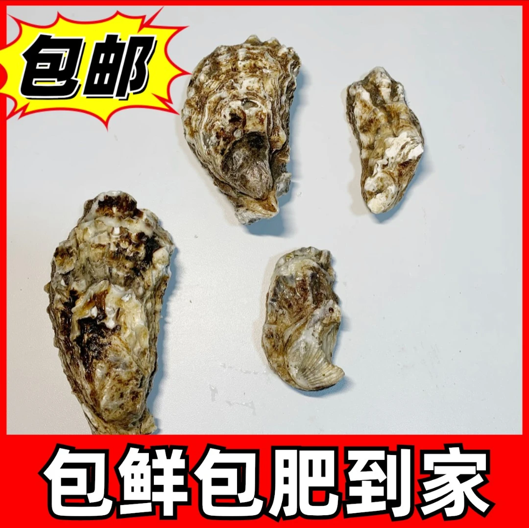 红岛 中 海蛎子 拍3斤发4斤