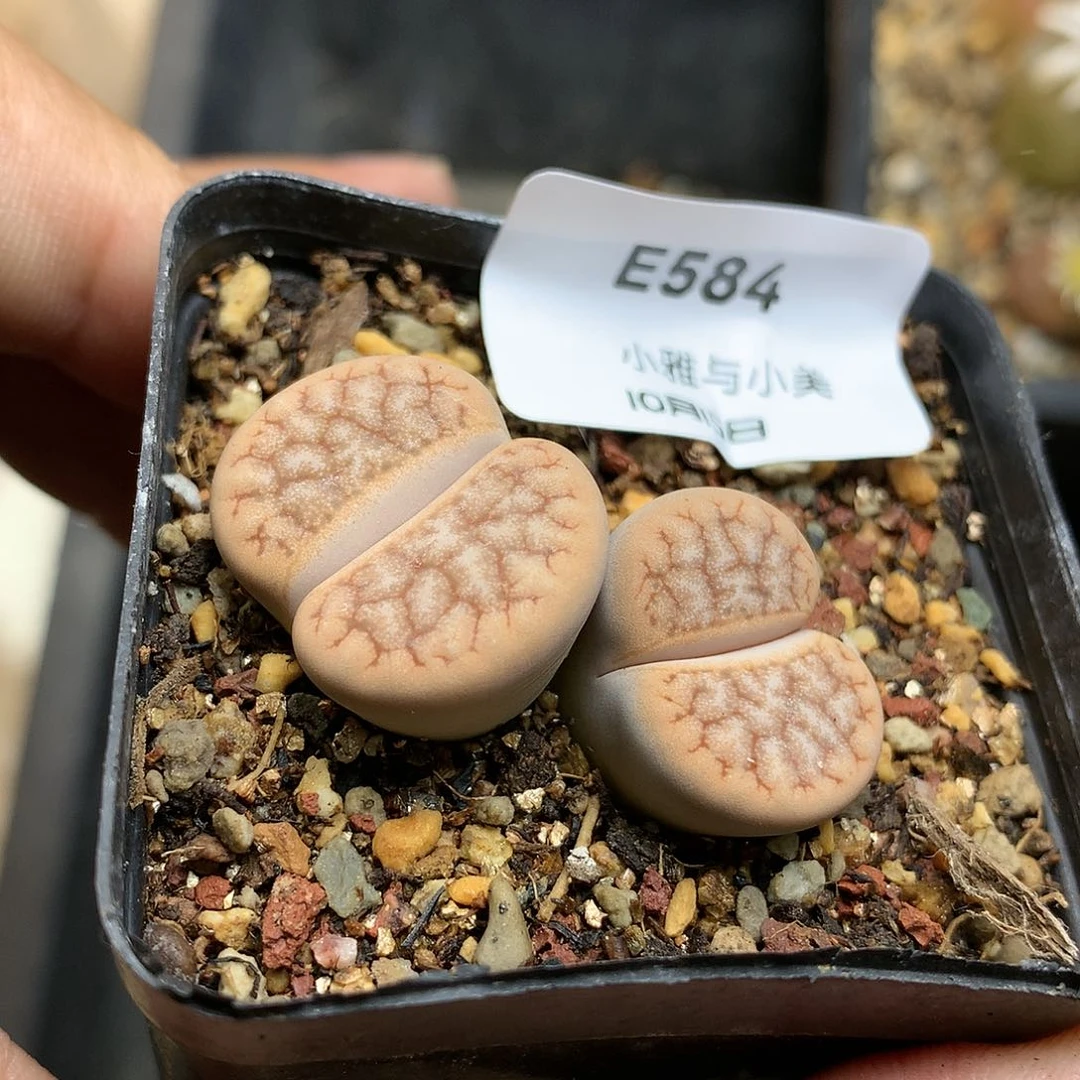 E584多肉植物保护