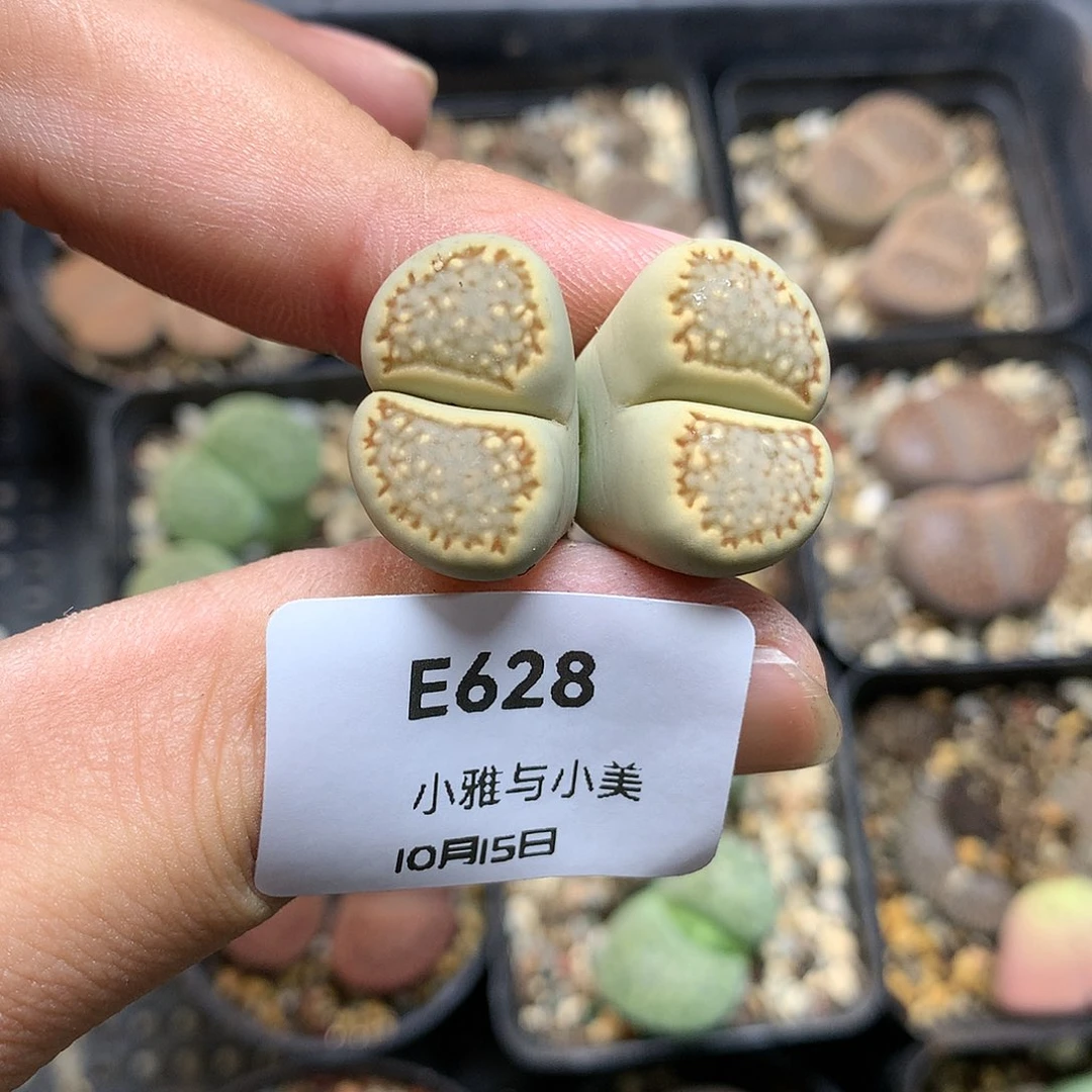 E628多肉植物保护