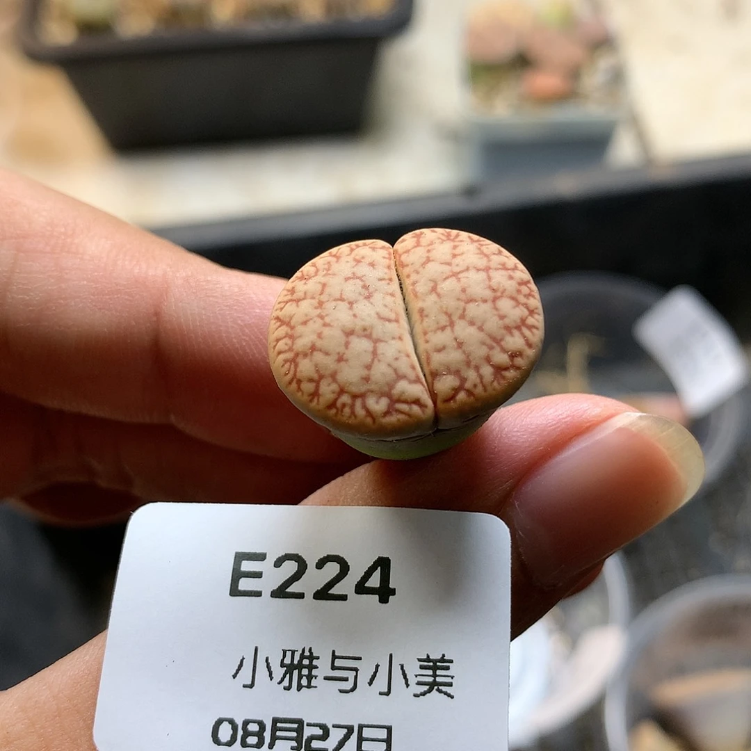 E224多肉植物保护研究所