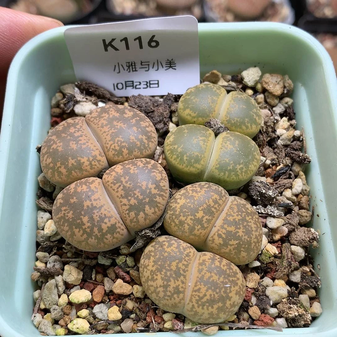 K116多肉植物保护研究所