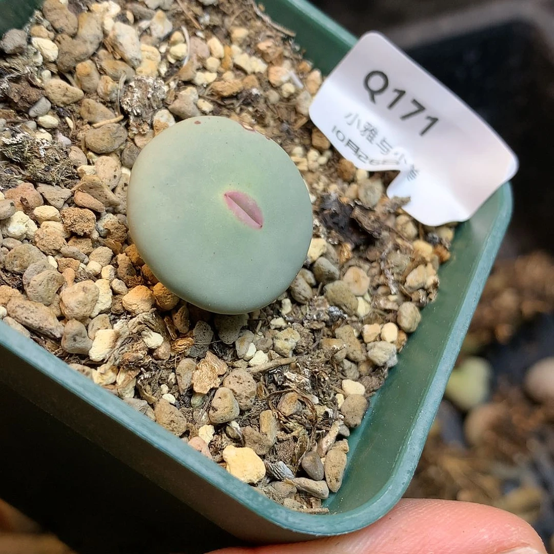 Q171多肉植物保护