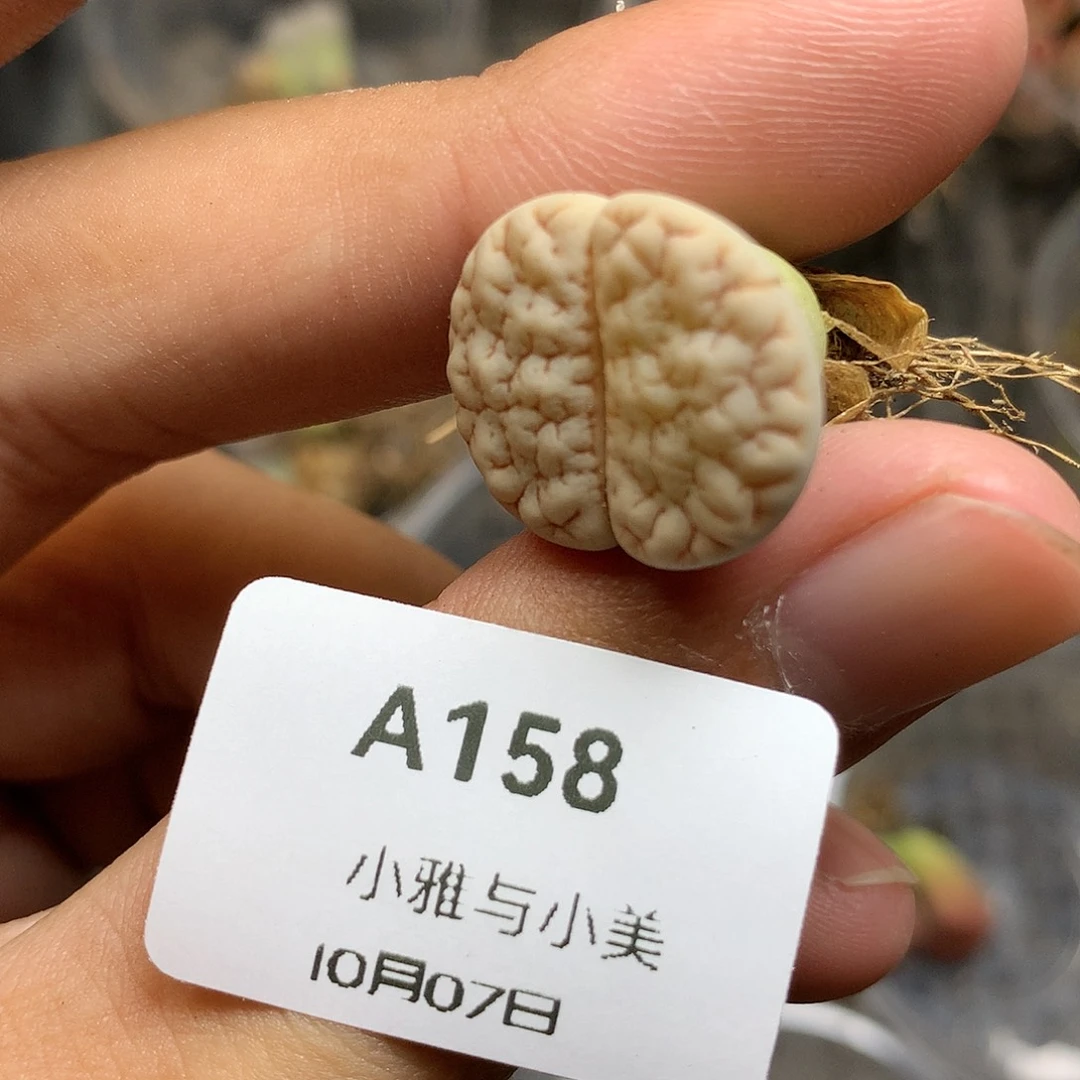 A158多肉植物保护