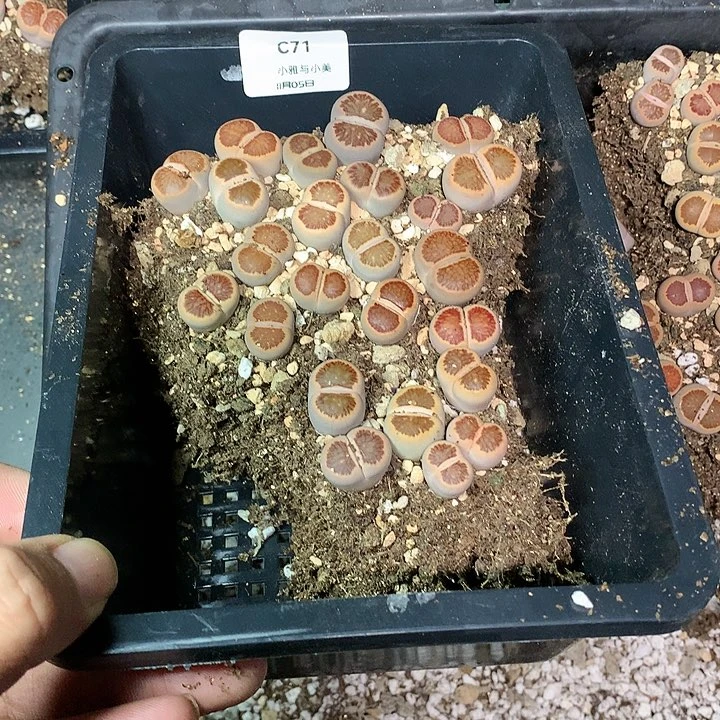 心***成C71多肉植物保护研究所