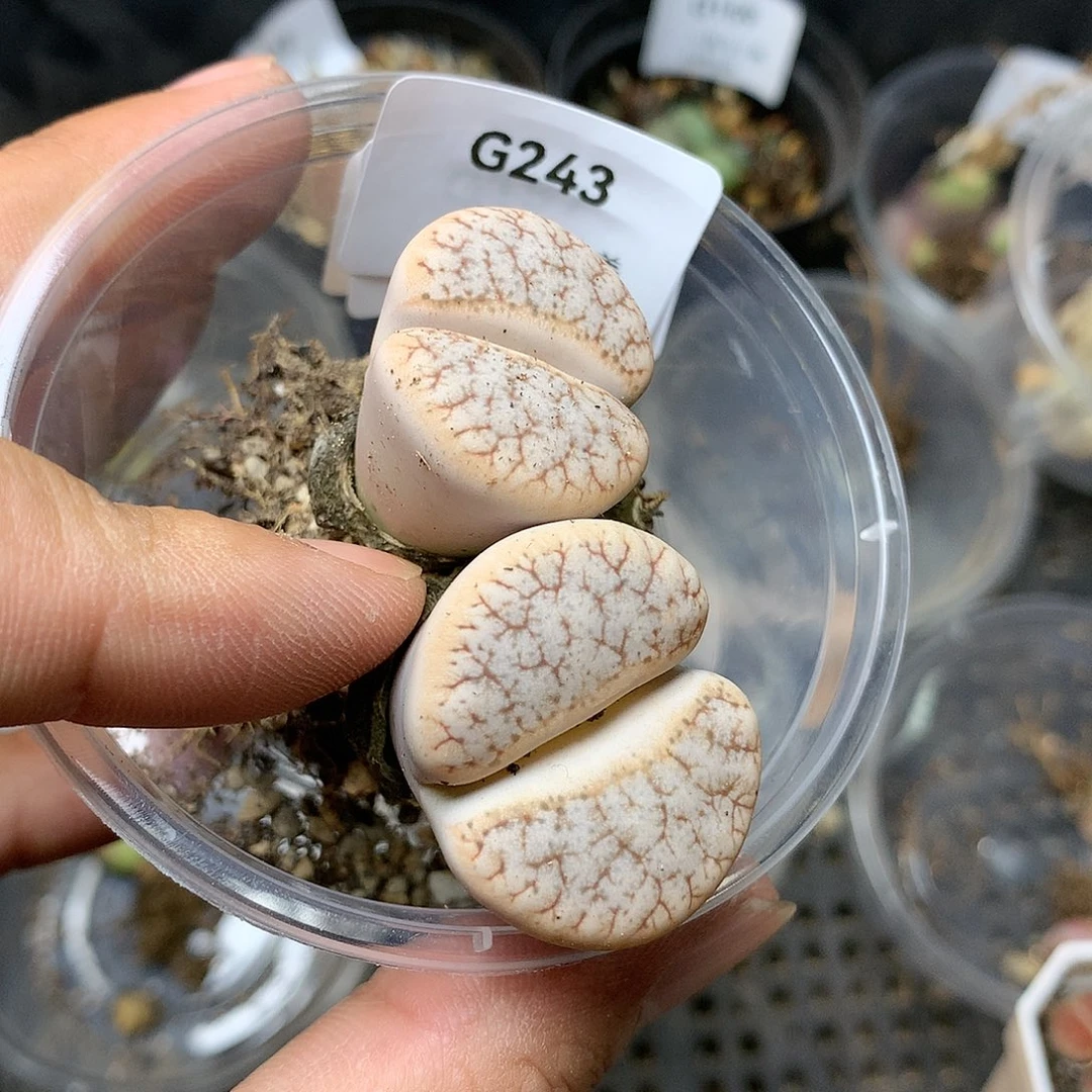 G243多肉植物保护研究所