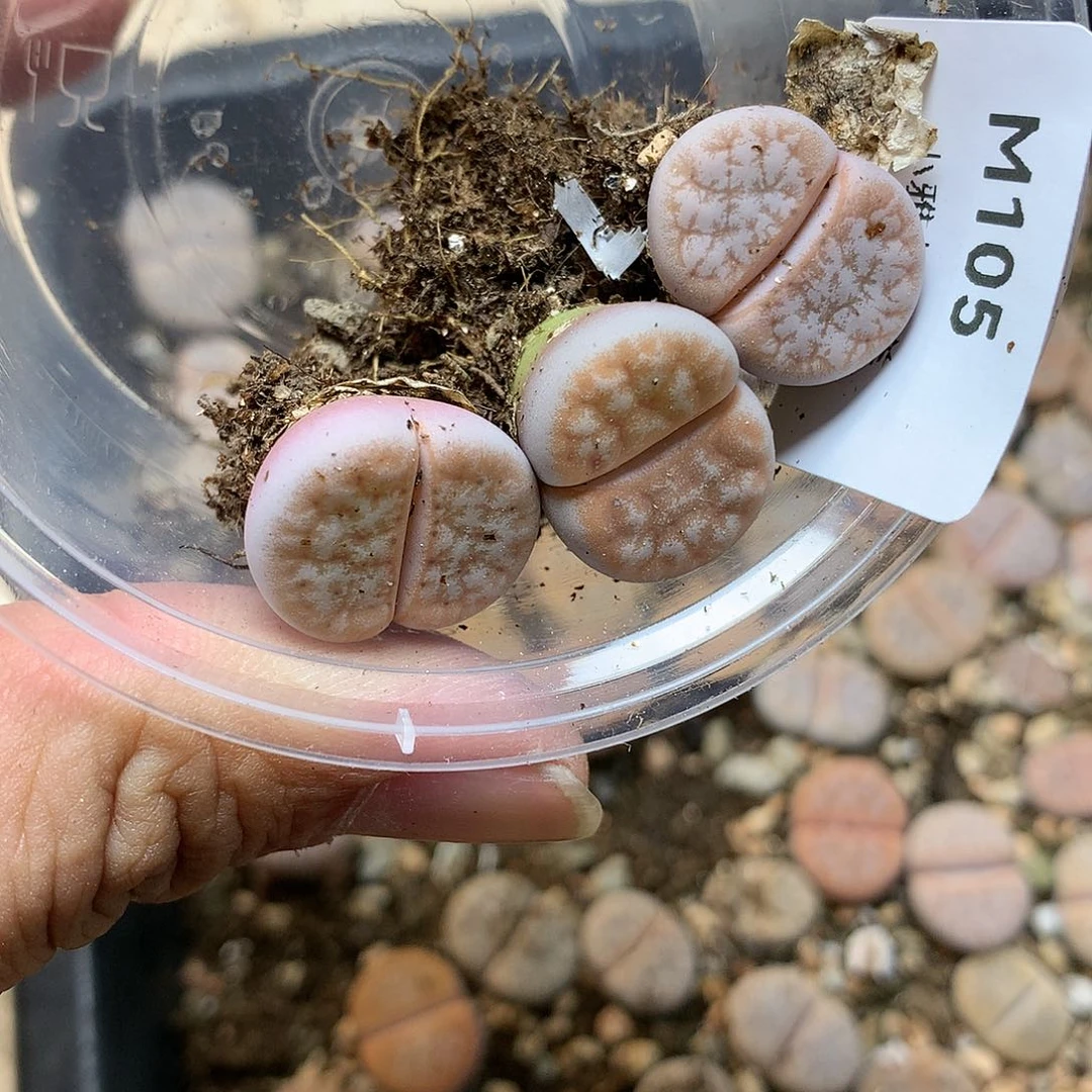 M105多肉植物保护研究所