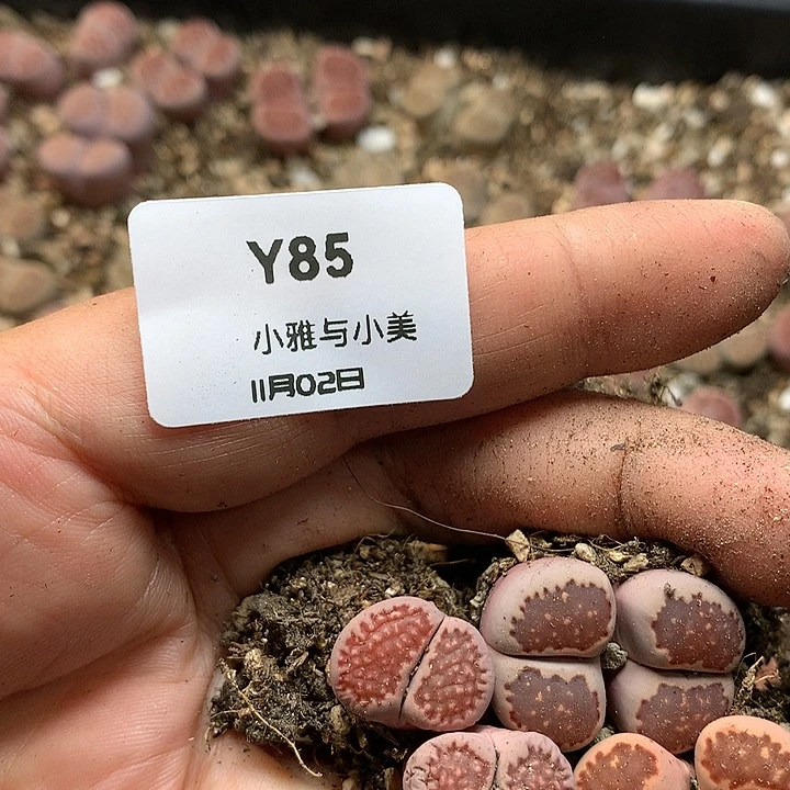 85多肉植物保护研究所