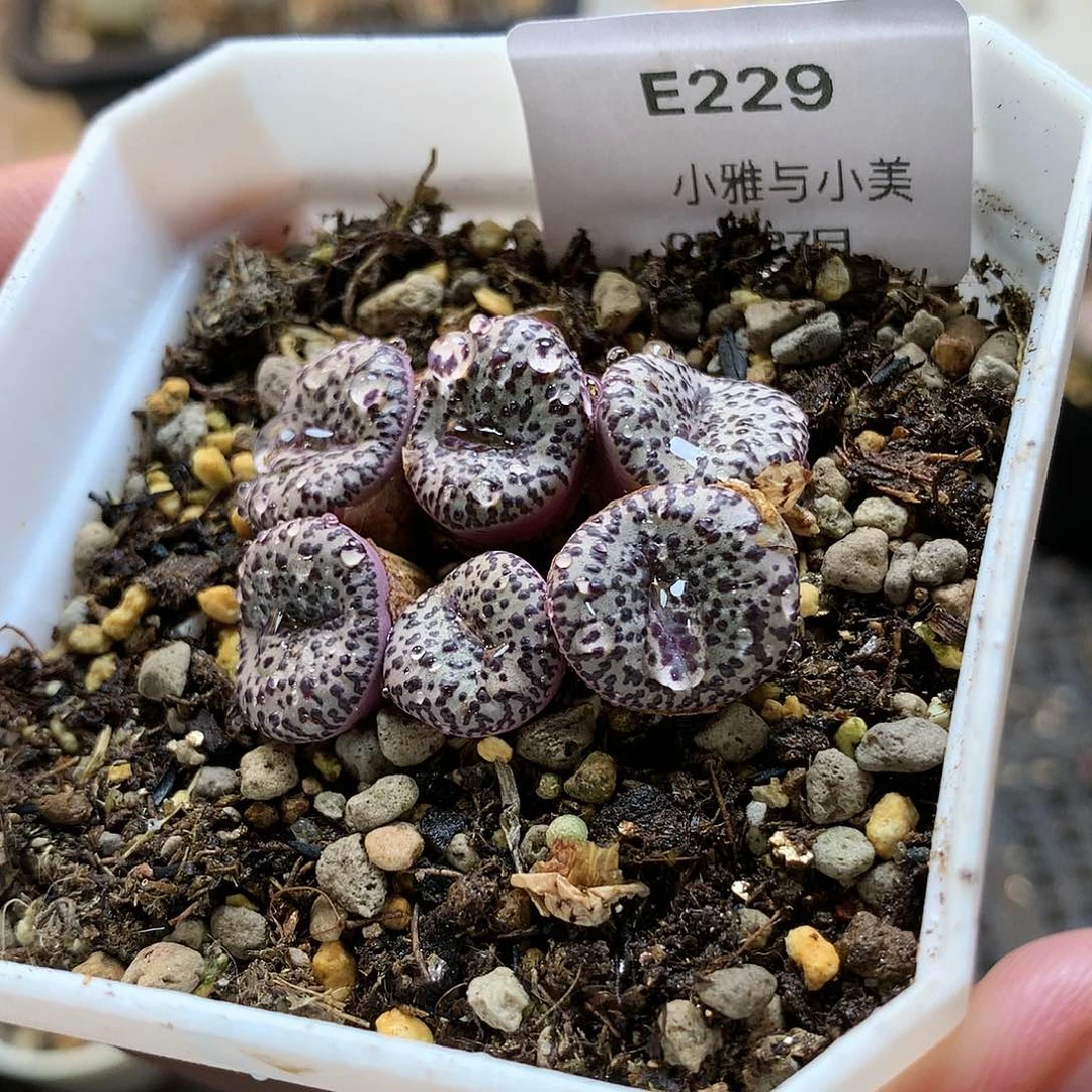 E229多肉植物保护研究所
