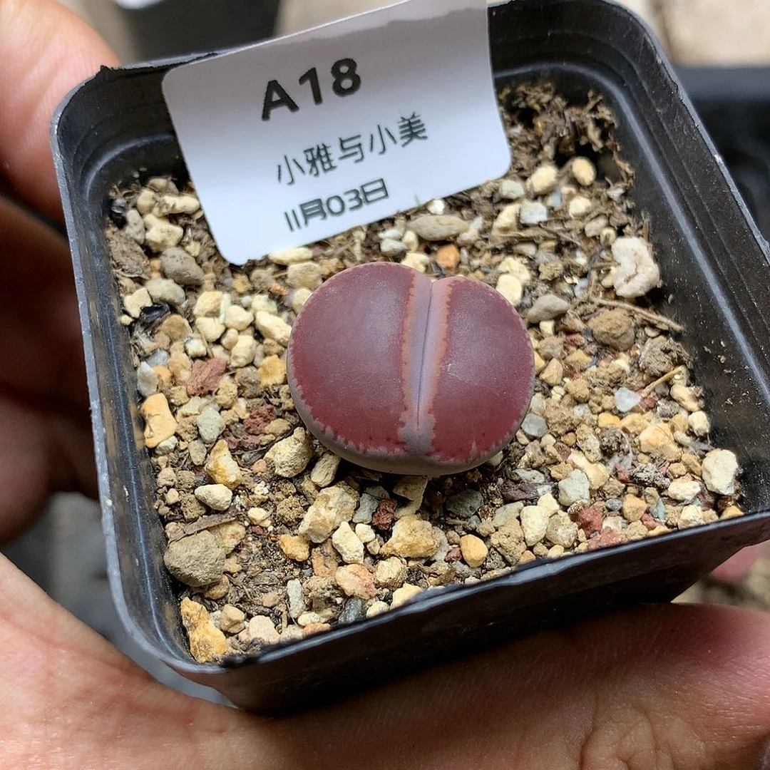 A18多肉植物保护研究所