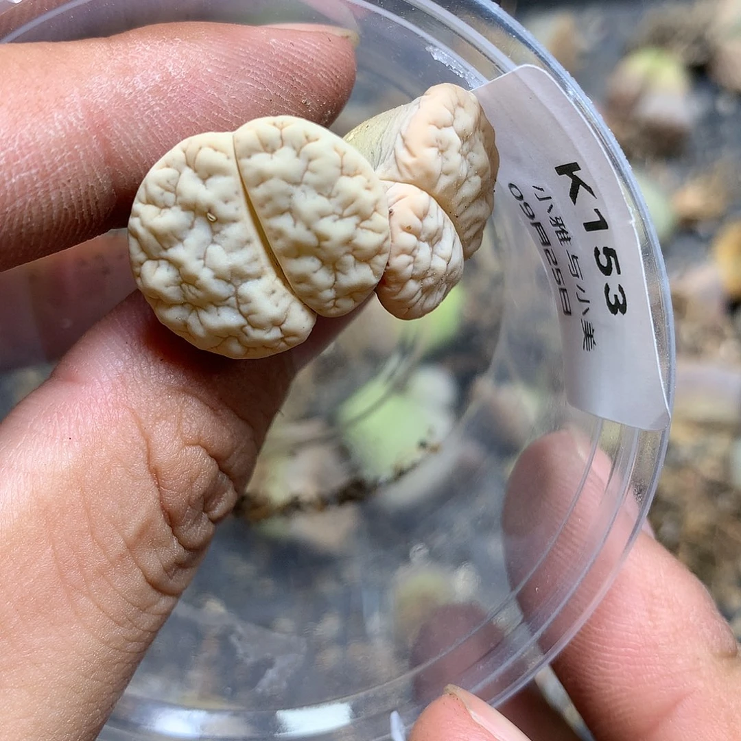 K153多肉植物保护