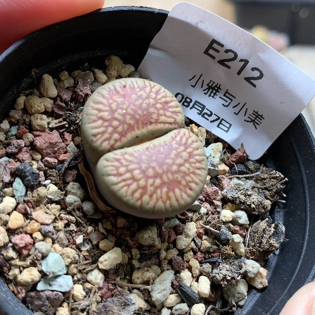 E212多肉植物保护研究所