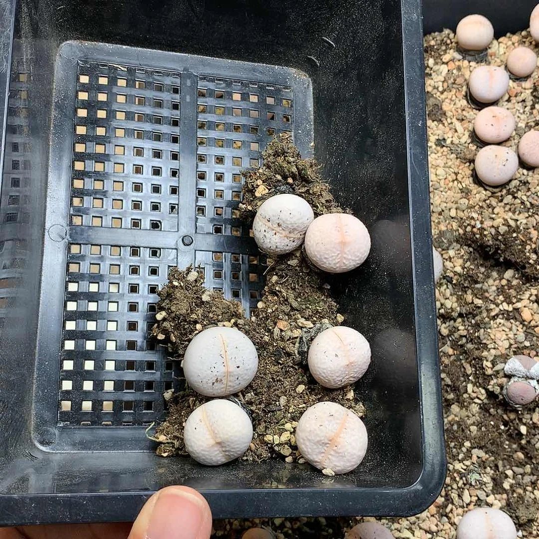 可*萌H431多肉植物保护研究所