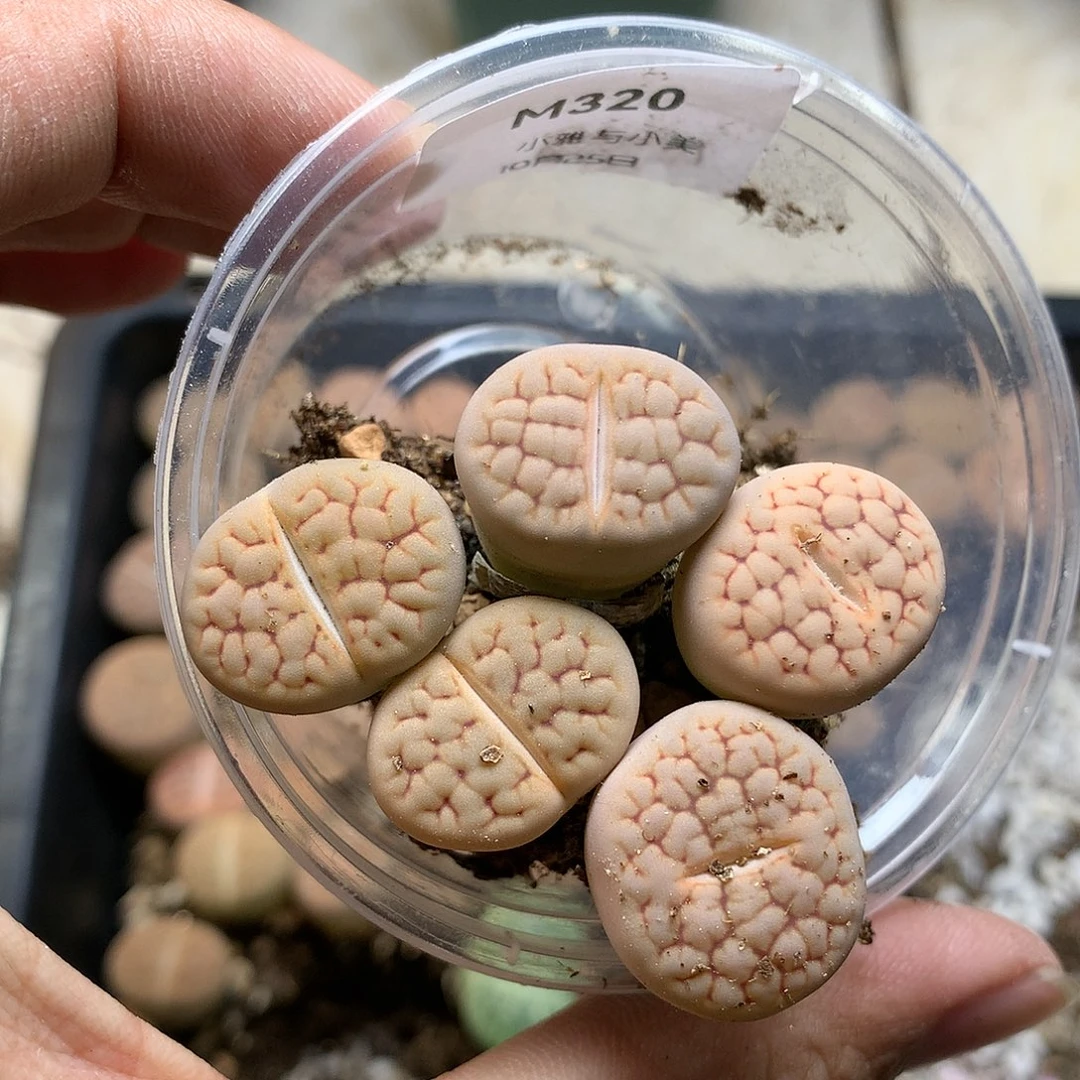 M320多肉植物保护