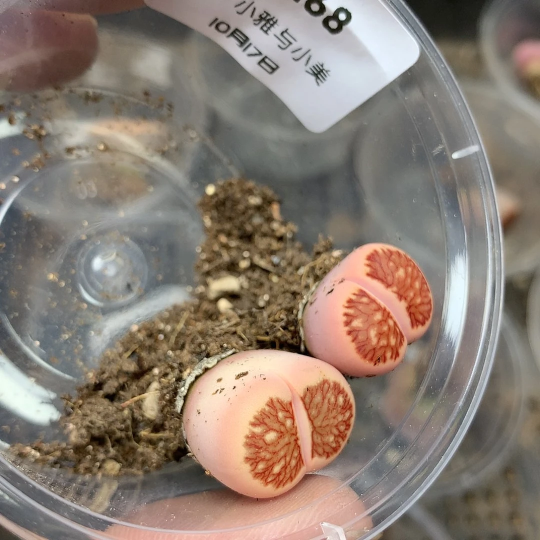 G268多肉植物保护