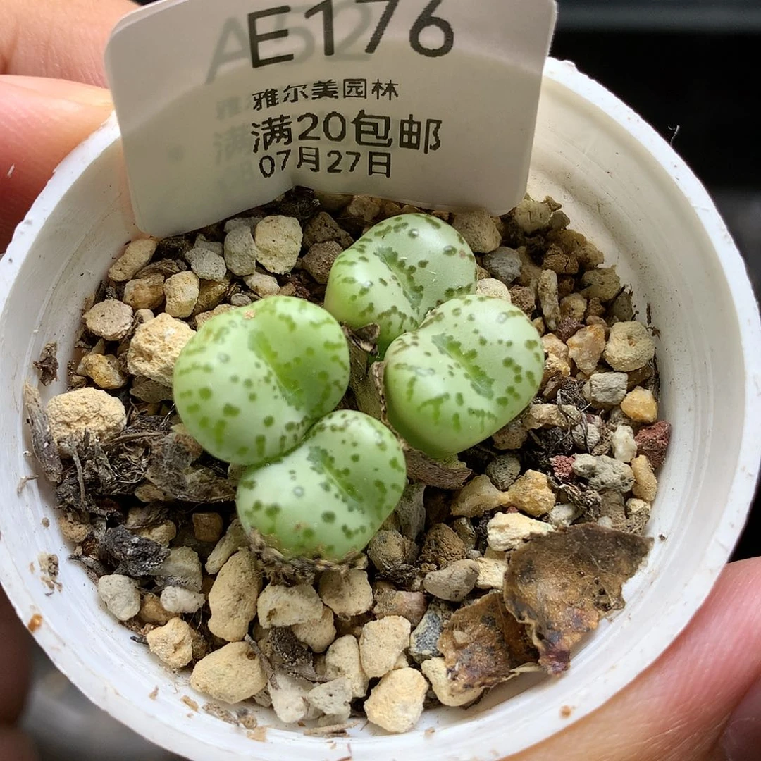 E176多肉植物保护研究所