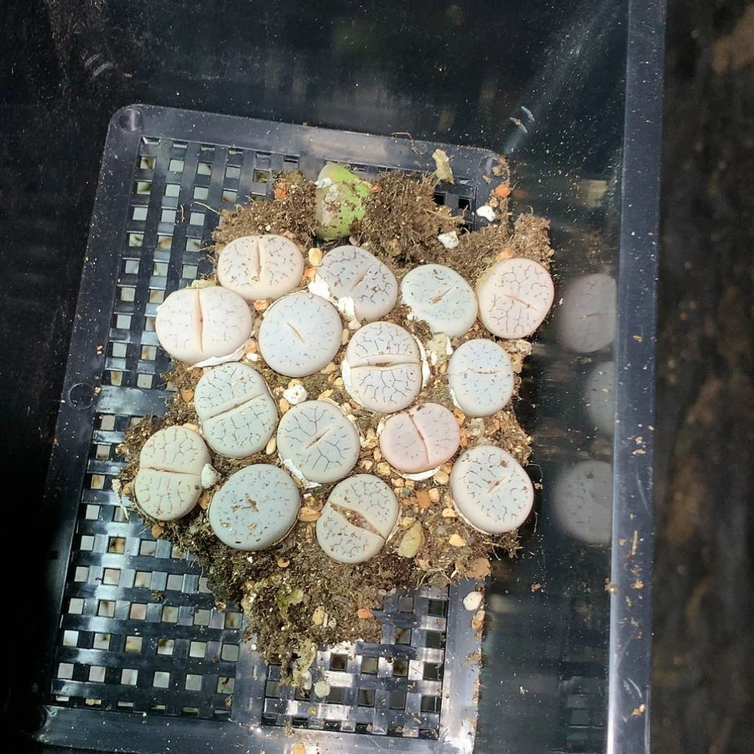 浅*G220多肉植物保护研究所