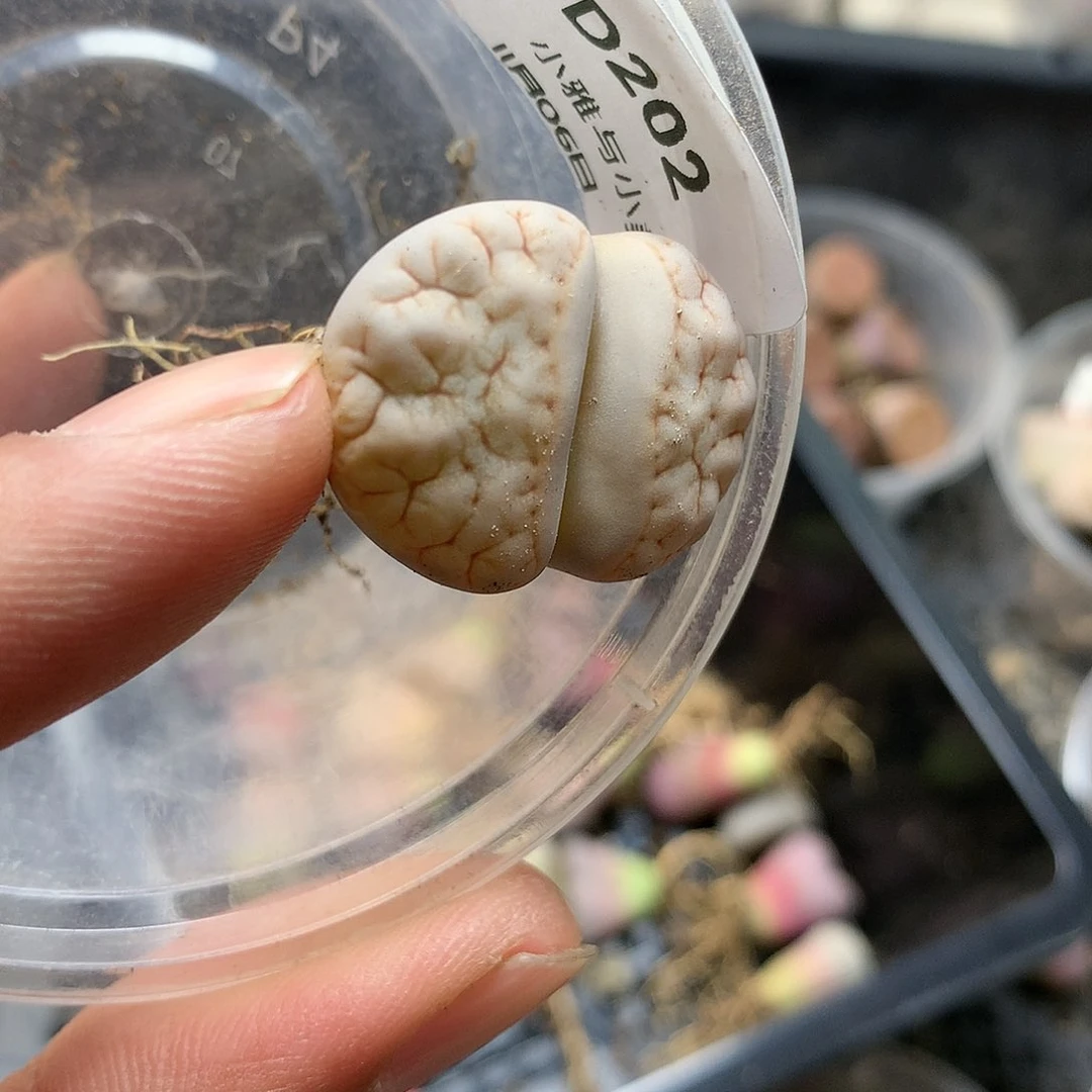 D202多肉植物保护研究所