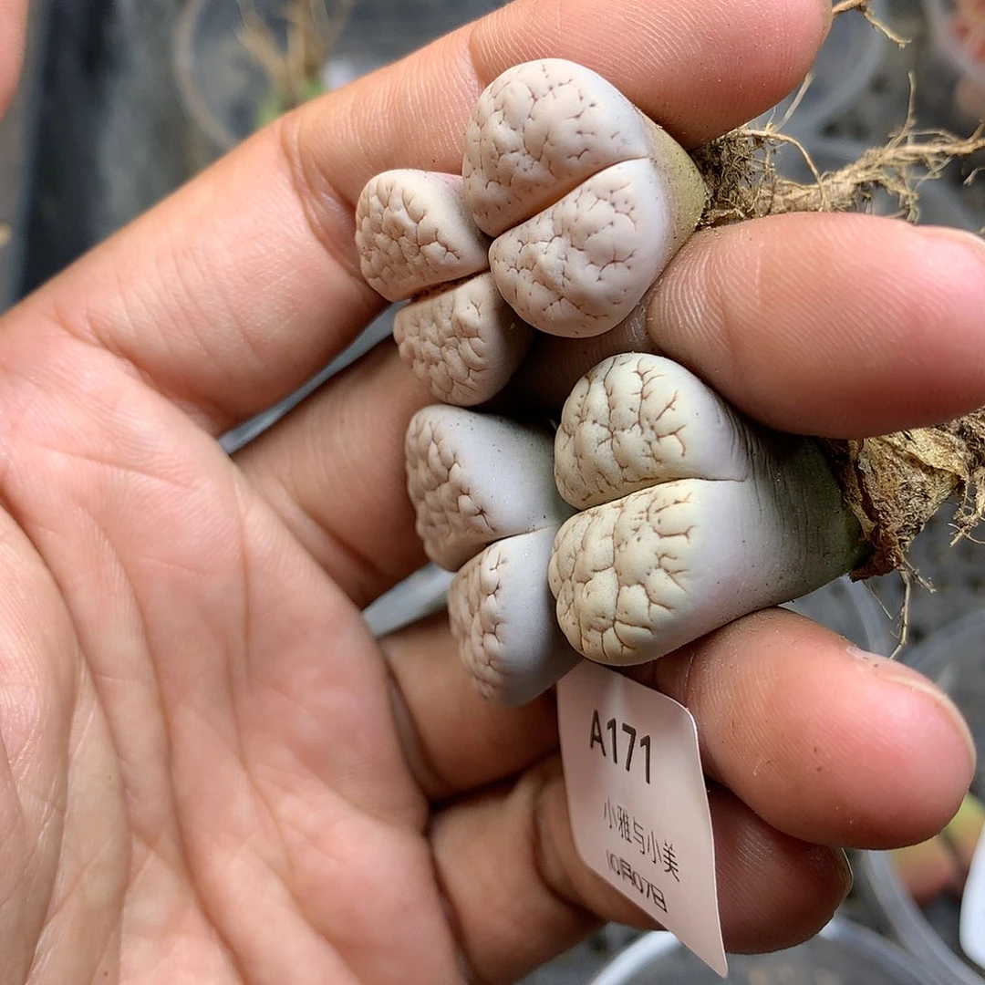 A171多肉植物保护