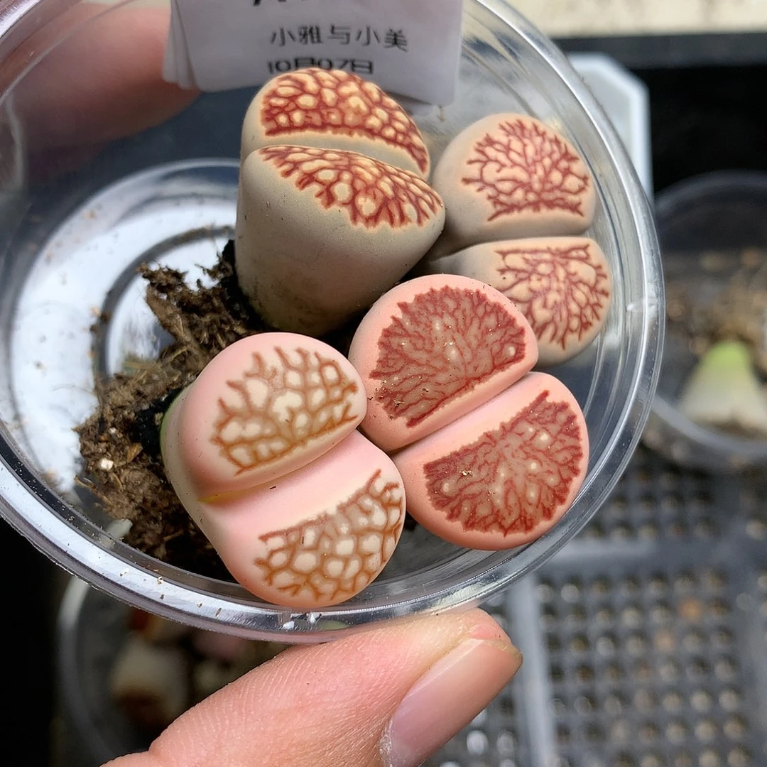 君*A100多肉植物保护