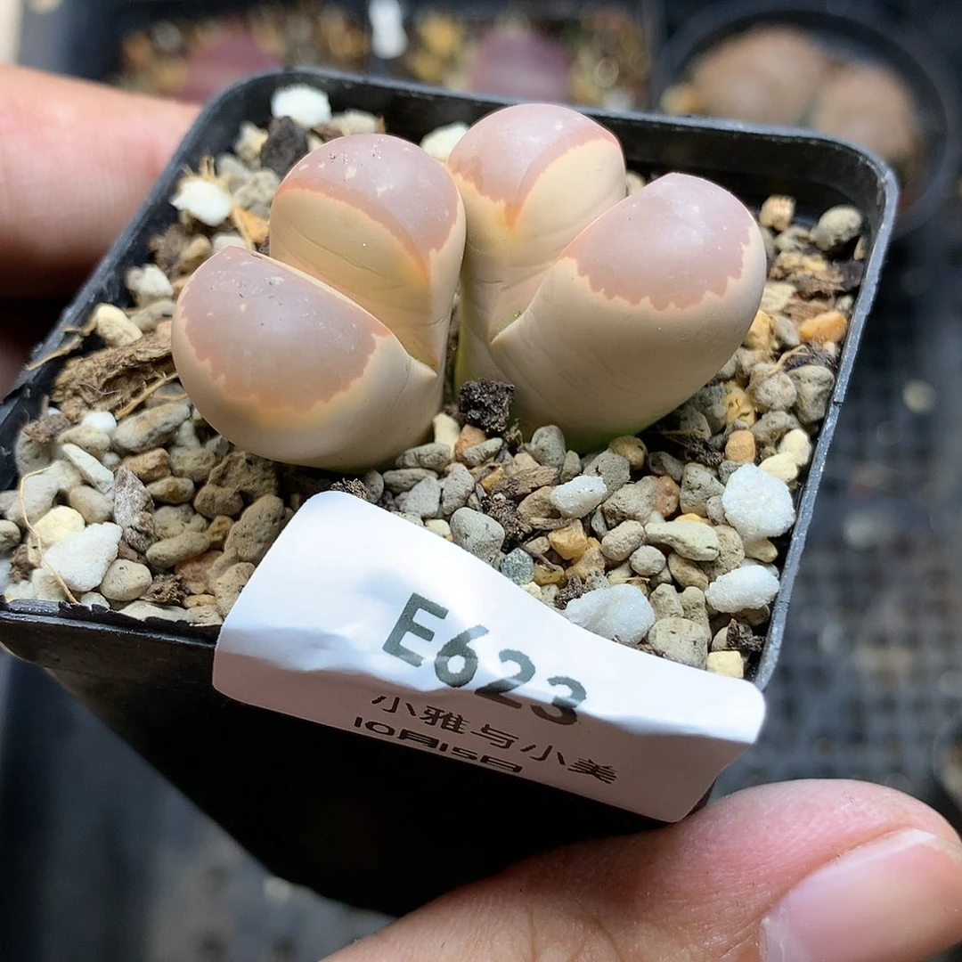 E623多肉植物保护研究所