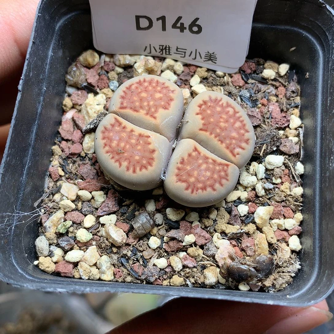 D146多肉植物保护研究所